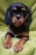 Cavalier King Charles Spaniel Puppies for sale in Boston, MA, USA. price: $500