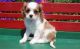Cavalier King Charles Spaniel Puppies for sale in Louisville, KY, USA. price: $500