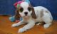 Cavalier King Charles Spaniel Puppies for sale in Omar Ave, Carteret, NJ 07008, USA. price: NA