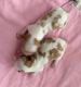 Cavalier King Charles Spaniel Puppies for sale in West Haven, UT, USA. price: $2,000