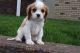 Cavalier King Charles Spaniel Puppies for sale in Boston, MA, USA. price: $580