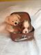 Cavalier King Charles Spaniel Puppies for sale in Manchester, NH, USA. price: $500