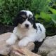 Cavalier King Charles Spaniel Puppies for sale in Edison, NJ 08837, USA. price: NA