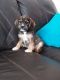 Cavalier King Charles Spaniel Puppies for sale in 21105 Maryland Line Rd, Massey, MD 21650, USA. price: NA