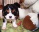 Cavalier King Charles Spaniel Puppies for sale in Belmar, NJ, USA. price: NA
