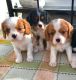 Cavalier King Charles Spaniel Puppies for sale in Pennsylvania, Runnemede, NJ 08078, USA. price: NA