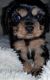 Cavalier King Charles Spaniel Puppies for sale in Belmar, NJ, USA. price: NA