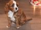 Cavalier King Charles Spaniel Puppies for sale in TX-121, McKinney, TX, USA. price: NA