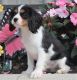 Cavalier King Charles Spaniel Puppies for sale in Bowling Green, KY, USA. price: $500