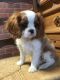 Cavalier King Charles Spaniel Puppies for sale in Ashfield, MA, USA. price: $500