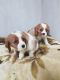 Gorgeous Cavalier King Charles Spaniel Pups