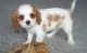 Cavalier King Charles Spaniel Puppies for sale in Houston, TX, USA. price: NA