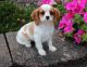 Cavalier King Charles Spaniel Puppies for sale in Scottsdale, AZ, USA. price: NA