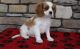 Cavalier King Charles Spaniel Puppies for sale in Provo, UT, USA. price: $500