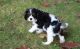 Cavalier King Charles Spaniel Puppies for sale in Ellicott City, MD, USA. price: $500