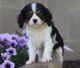Cavalier King Charles Spaniel Puppies for sale in Roderfield, WV 24828, USA. price: NA