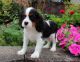 Cavalier King Charles Spaniel Puppies for sale in Dallas, TX, USA. price: NA