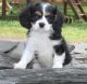 Cavalier King Charles Spaniel Puppies for sale in Utah County, UT, USA. price: NA
