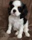 Cavalier King Charles Spaniel Puppies for sale in Louisville, KY, USA. price: $600