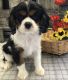 Cavalier King Charles Spaniel Puppies for sale in Baltimore, MD, USA. price: $400