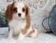 Cavalier King Charles Spaniel Puppies for sale in Boston, MA, USA. price: $600