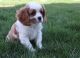 Cavalier King Charles Spaniel Puppies for sale in Lake Carolyn Pkwy, Irving, TX 75039, USA. price: NA