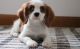 Cavalier King Charles Spaniel Puppies for sale in Renton, WA, USA. price: NA