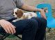 Cavalier King Charles Spaniel Puppies for sale in Mesa, AZ 85207, USA. price: $1,500