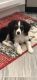 Cavalier King Charles Spaniel Puppies for sale in Mesa, AZ, USA. price: $2,500
