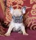 Tiny - French Bulldog puppy - lilac with blue eyes