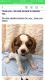 Cavalier King Charles Spaniel Puppies for sale in Phoenix, AZ, USA. price: $1,000