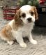 Smart Cavalier King Charles pups for sale