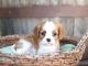 Delightful Cavalier King Charles Spaniel pups for sale