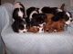 Cavalier King Charles Spaniel Puppies for sale in Everett, MA 02149, USA. price: $675