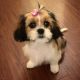 Cavalier King Charles Spaniel Puppies for sale in Lakewood, NJ 08701, USA. price: NA