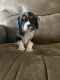 Cavalier King Charles Spaniel Puppies for sale in Mt Pleasant, IA 52641, USA. price: NA