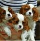 Cavalier King Charles Spaniel Puppies for sale in 105 Coffee Rd, Harrisburg, IL 62946, USA. price: $800