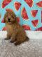Cavapoo Puppies for sale in Clifton, KS 66937, USA. price: $1,100