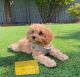 Cavapoo Puppies for sale in Oakville, ON, Canada. price: $800