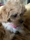 Cavapoo Puppies for sale in Aurora, CO 80016, USA. price: NA