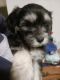 Cavapoo pups born 11 11 21