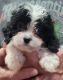 Cavapoo Puppies for sale in Chiefland, FL 32626, USA. price: NA