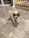 Cavapoo Puppies for sale in Kissimmee, FL, USA. price: NA