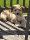 Cavapoo Puppies for sale in Madison, WI, USA. price: NA