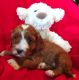 GORGEOUS RED,SPOTTED,TRI CAVAPOOCHONS RED PUPPIES!!!