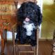 Cavapoo Puppies for sale in New Port Richey, FL, USA. price: NA