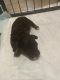 Cavapoo Puppies for sale in Baltimore, MD, USA. price: $1,500