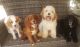 Cavapoo Puppies for sale in Summerville, SC, USA. price: $600