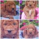 Cavapoo Puppies for sale in Withee, WI 54498, USA. price: NA