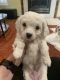 Cavapoo Puppies for sale in Pensacola, FL 32507, USA. price: NA